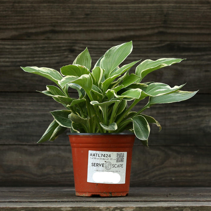 Hosta, Francee Hosta
