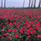 Rose, Knock Out® Shrub Rose, Red