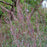 Grass, Blackhawks Big Blue Stem
