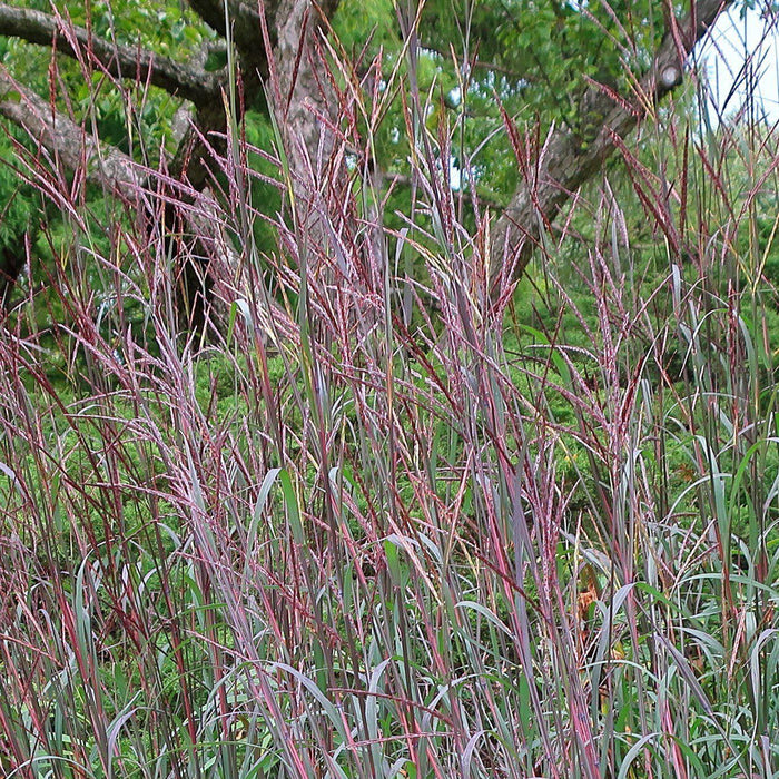 Grass, Blackhawks Big Blue Stem