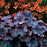 Coral Bells, Northern Exposure™ Black Heuchera