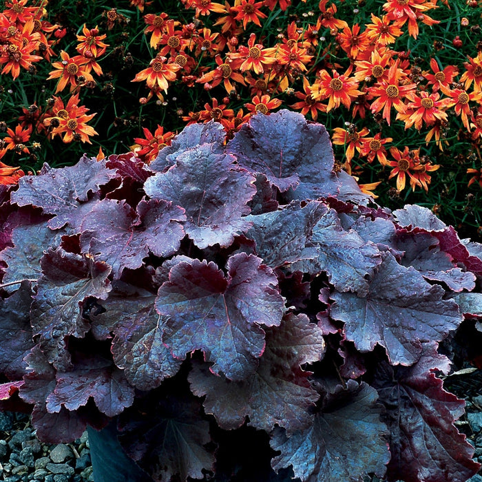 Coral Bells, Northern Exposure™ Black Heuchera