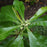 Franklin Tree (Franklinia alatamaha)