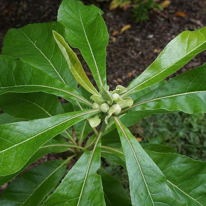 Franklin Tree (Franklinia alatamaha)