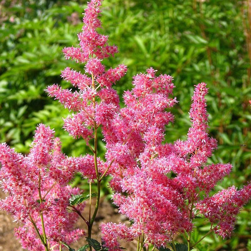 Astilbe, Rheinland Japanese Astilbe