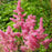 Astilbe, Rheinland Japanese Astilbe