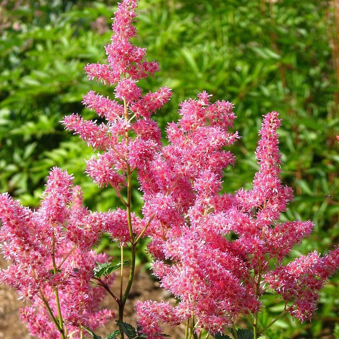 Astilbe, Rheinland Japanese Astilbe