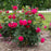 Rose, Sweet Spirit Rose