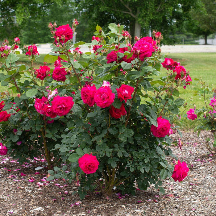 Rose, Sweet Spirit Rose