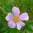 Rose, Virginia Rose