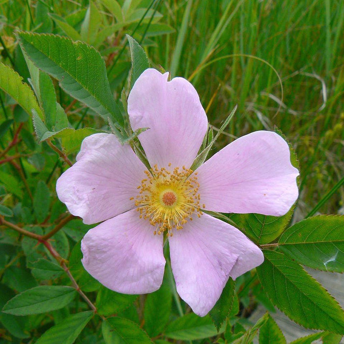 Rose, Virginia Rose