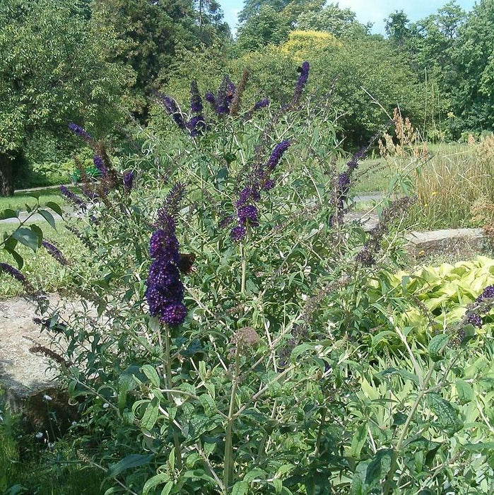 Butterfly Bush, Black Knight Butterfly Bush