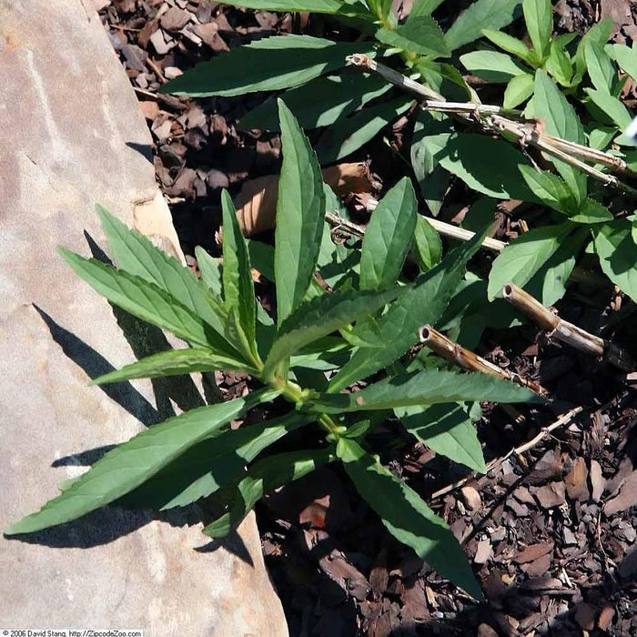 Monkey Flower, Allegheny Monkey Flower