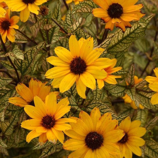 False Sunflower, Touch of Blush False Sunflower