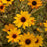 False Sunflower, Touch of Blush False Sunflower