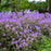 Cranesbill, Boom Chocolatta Cranesbill