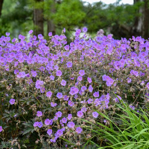 Cranesbill, Boom Chocolatta Cranesbill