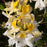 Azalea, Northern Hi-Lights Azalea