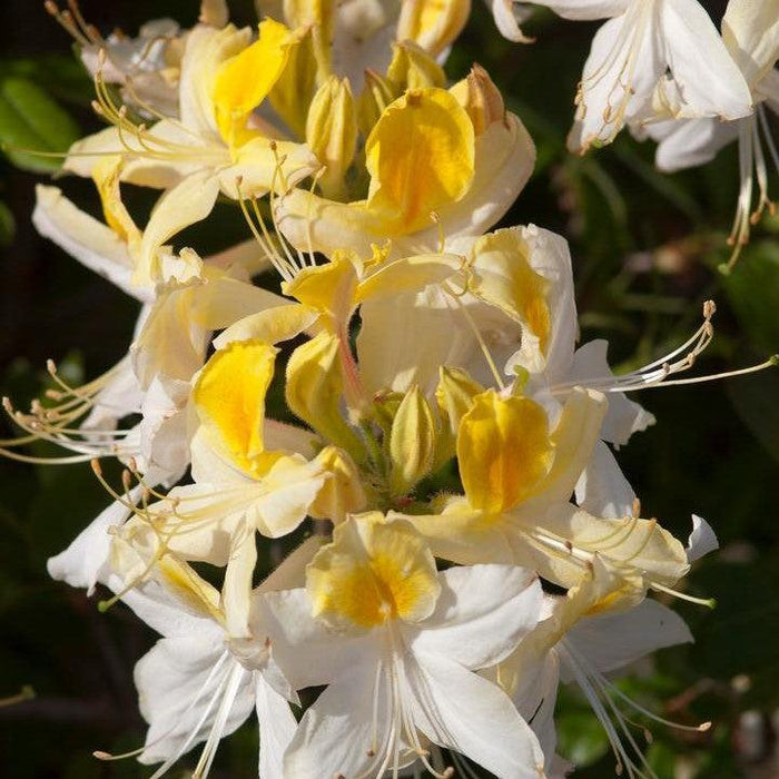 Azalea, Northern Hi-Lights Azalea