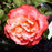 Rose, Voodoo Rose