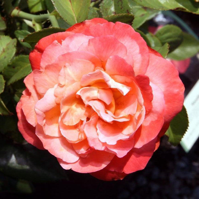 Rose, Voodoo Rose