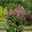 Syringa x 'Jeflady'  - First Editions® Little Lady™ Lilac