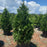 Arborvitae, Green Giant Arborvitae