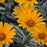 False Sunflower, Sunstruck False Sunflower