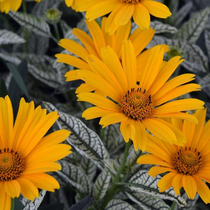 False Sunflower, Sunstruck False Sunflower