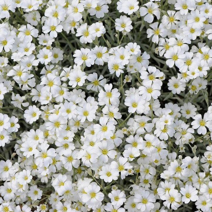 Snow in Summer, Yo Yo Snow in Summer