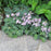 Hosta, Blue Mouse Ears Hosta