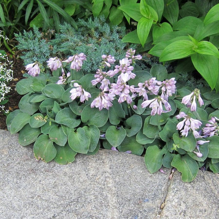 Hosta, Blue Mouse Ears Hosta