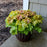 Coral Bells, PW® Dolce® Apple Twist Heuchera