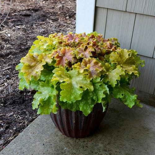 Coral Bells, PW® Dolce® Apple Twist Heuchera