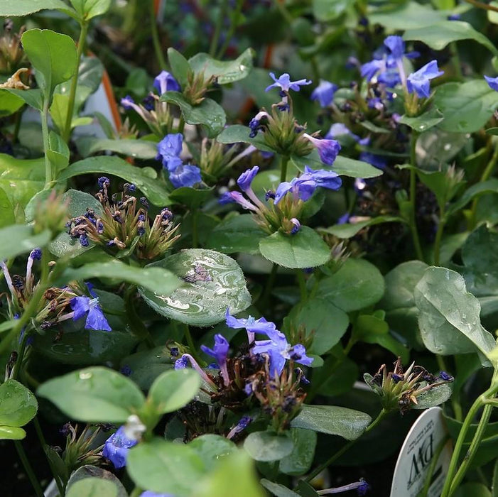 Leadwort, Hardy Plumbago, Leadwort