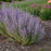 Perovskia atriplicifolia 'Sage Advice'  - Sage Advice Russian Sage
