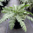 Yarrow, Moonshine Yarrow