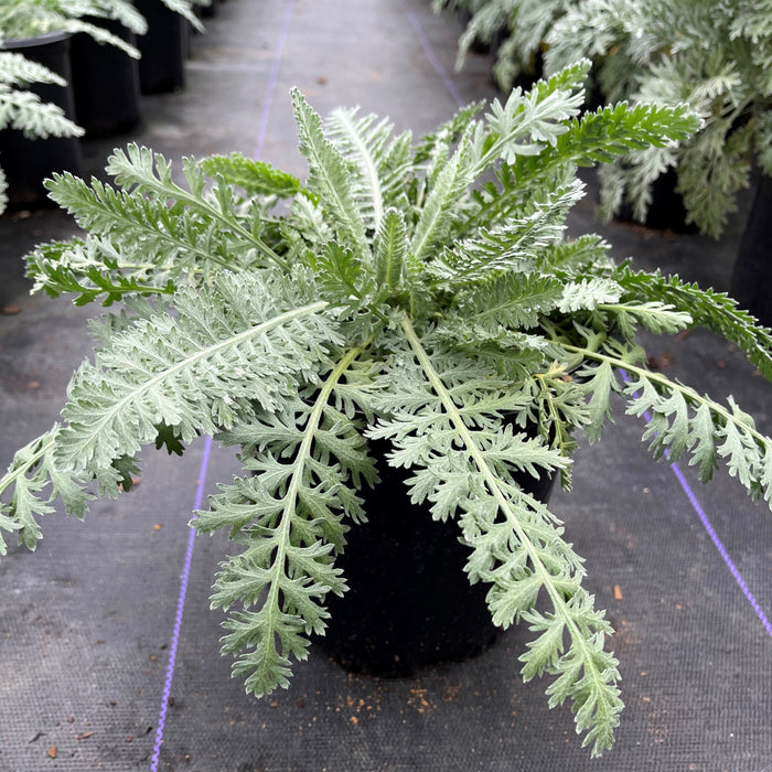 Yarrow, Moonshine Yarrow