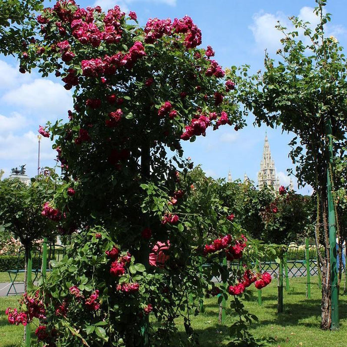 Rose, Blaze Climbing Rose