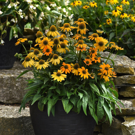 Coneflower, Artisan™ Yellow Ombre Coneflower