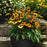 Coneflower, Artisan™ Yellow Ombre Coneflower