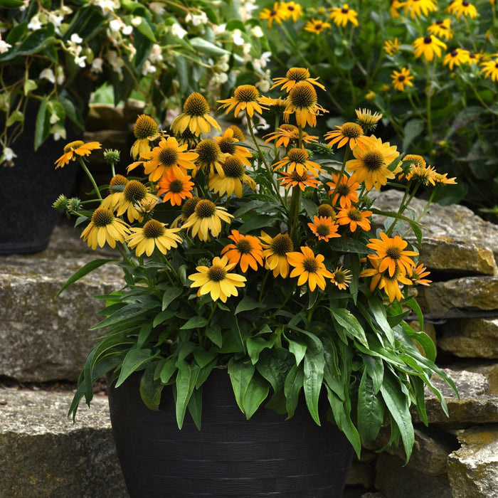 Coneflower, Artisan™ Yellow Ombre Coneflower