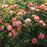 Rose, Orange Glow™ Knock Out® Rose