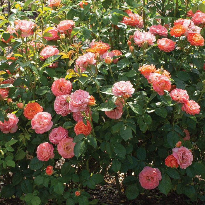 Rose, Orange Glow™ Knock Out® Rose