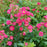 Rose, Oso Easy Peasy® Rose