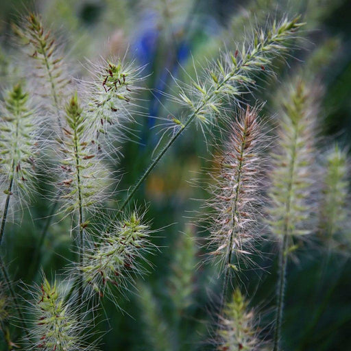 Grass, Little Bunny Fountain Grass
