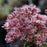 Joe Pye Weed, Gateway Joe Pye Weed