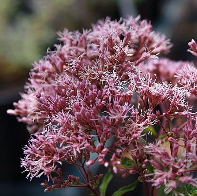 Joe Pye Weed, Gateway Joe Pye Weed