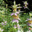 Monarda punctata  - Spotted Beebalm