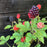 Blackberry, Bushel and Berry® Baby Cakes® Thornless Blackberry